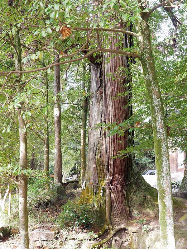 敢国神社のスギ