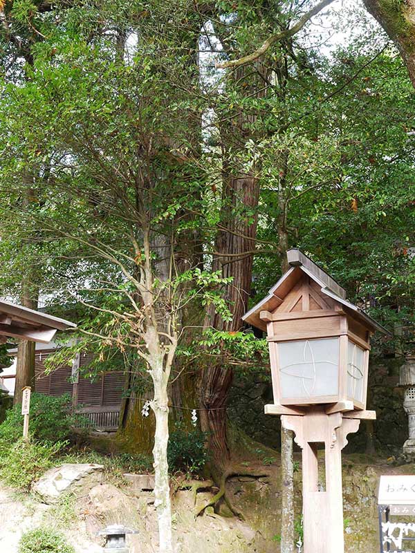 敢国神社のスギ