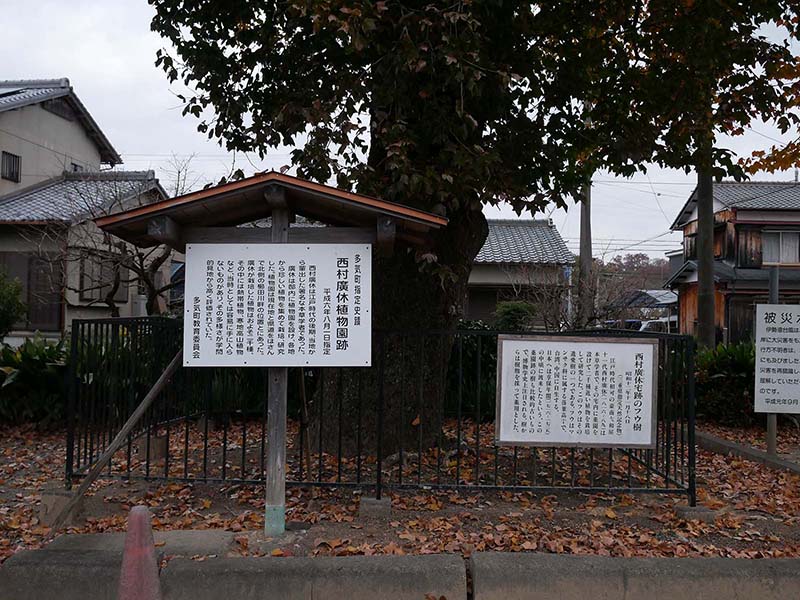 西村廣休宅跡のフウ樹