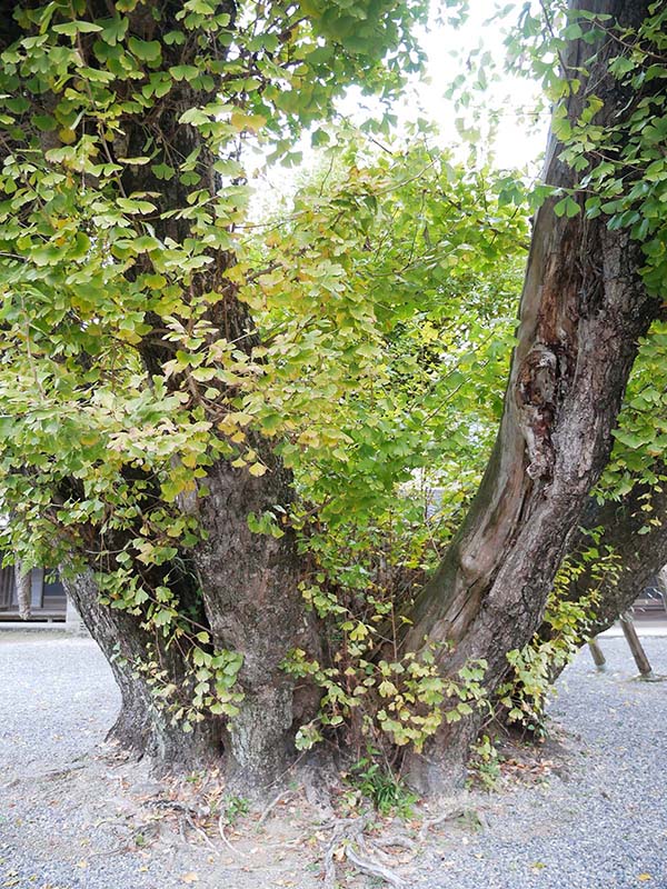 本楽寺のイチョウ