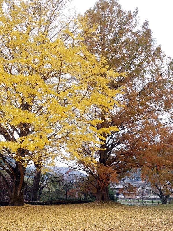 池田家のメタセコイア