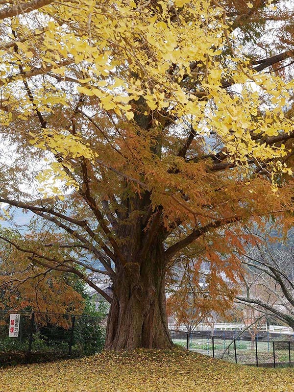 池田家のメタセコイア