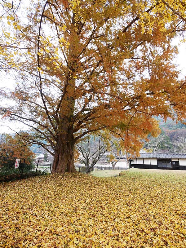 池田家のメタセコイア