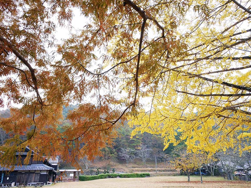 池田家のメタセコイア