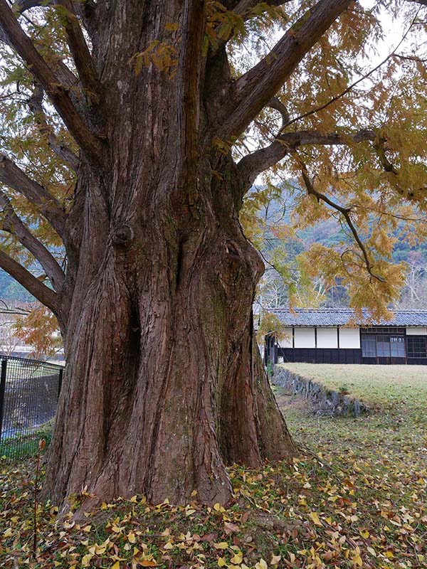 池田家のメタセコイア