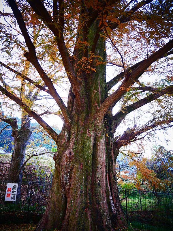 池田家のメタセコイア