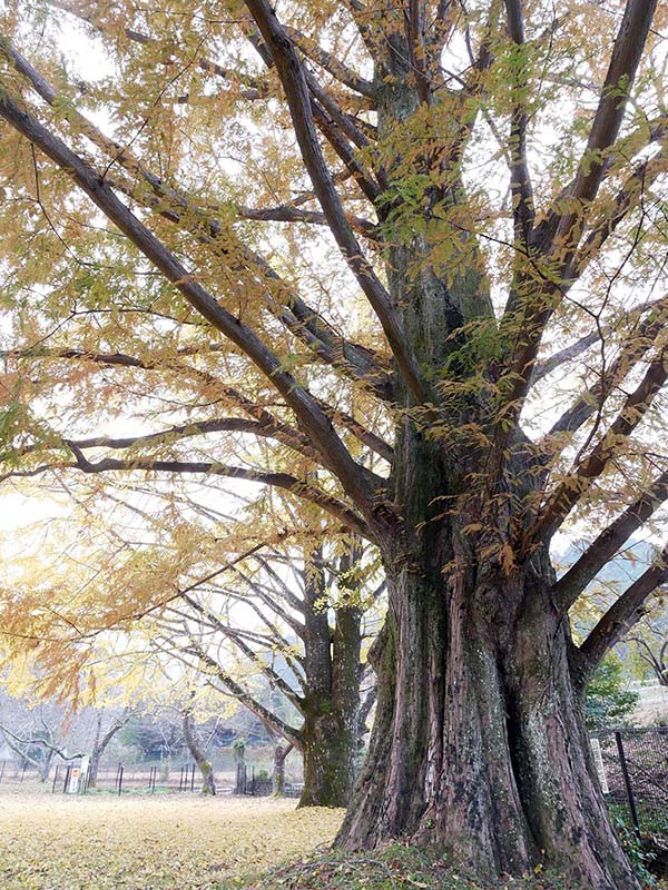 池田家のメタセコイア