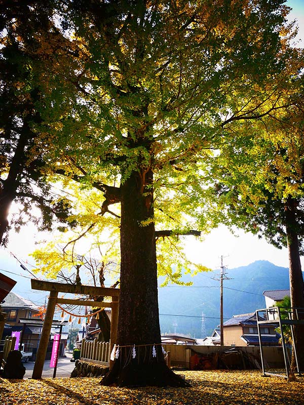 花岡神社のイチョウ