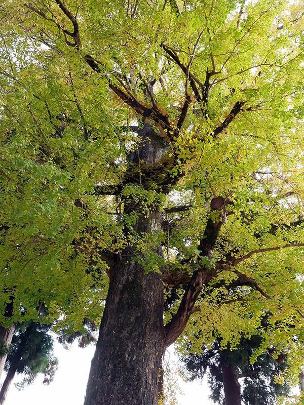 花岡神社のイチョウ