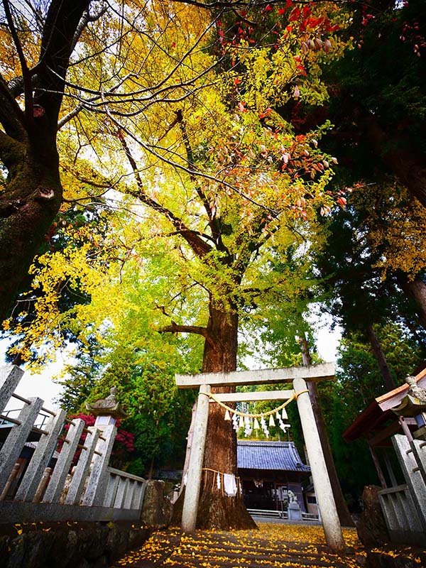 花岡神社のイチョウ