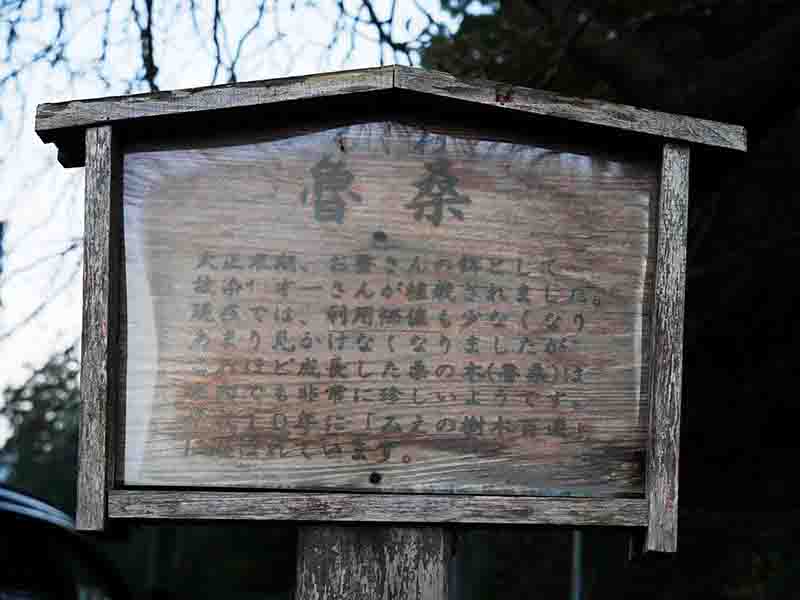 野原の魯桑