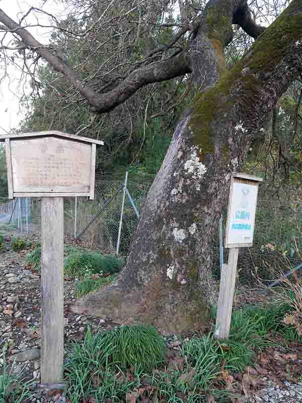 野原の魯桑