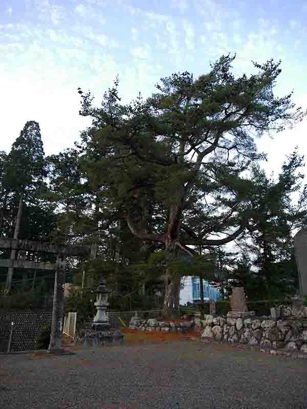 野原祖霊社のゴヨウマツ