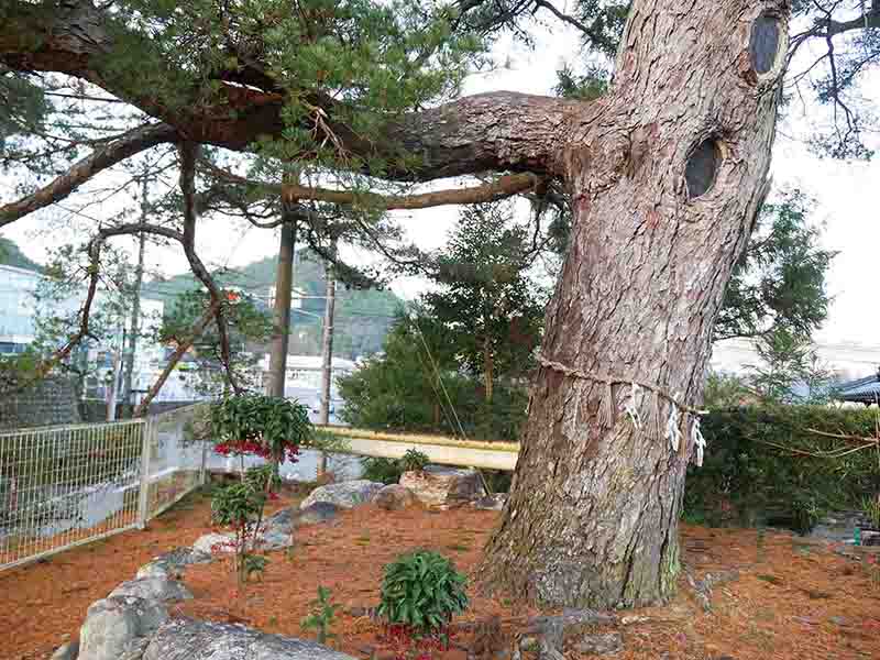 野原祖霊社のゴヨウマツ