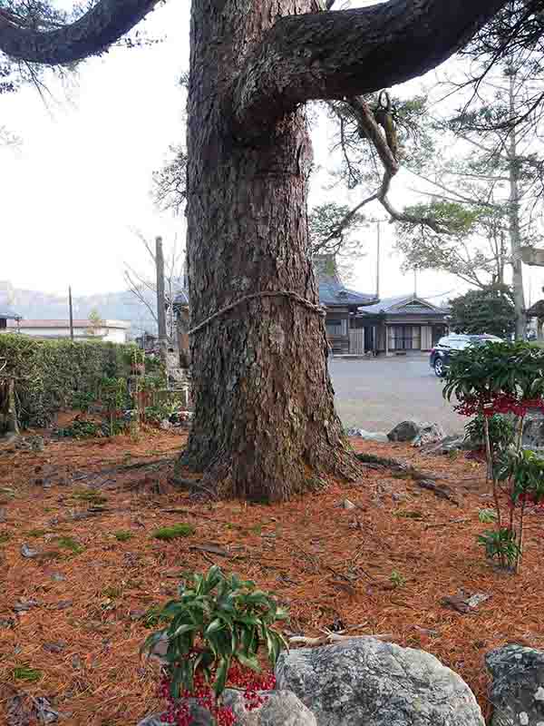 野原祖霊社のゴヨウマツ