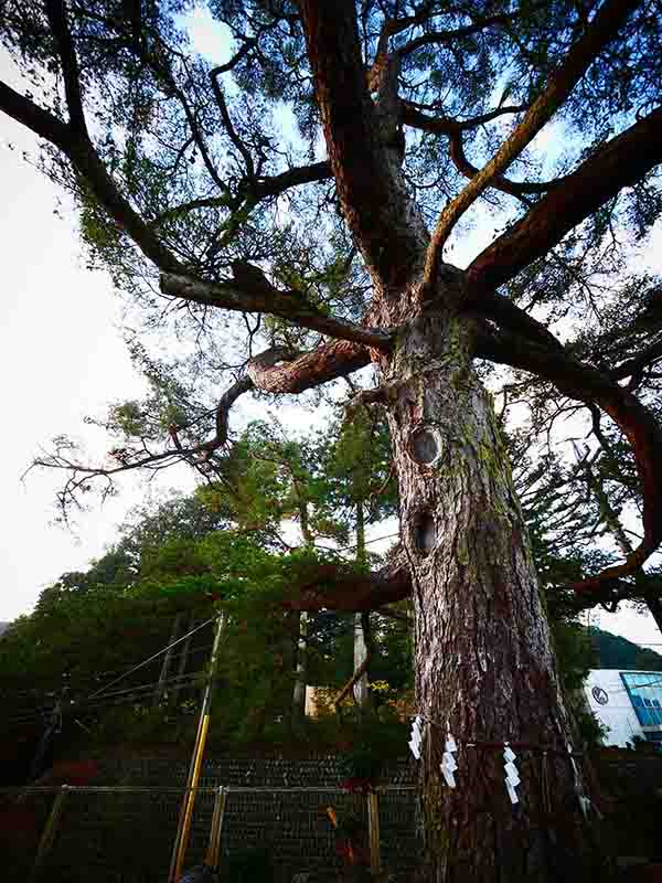 野原祖霊社のゴヨウマツ