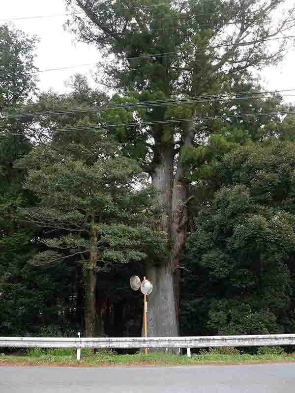 川添神社の大杉