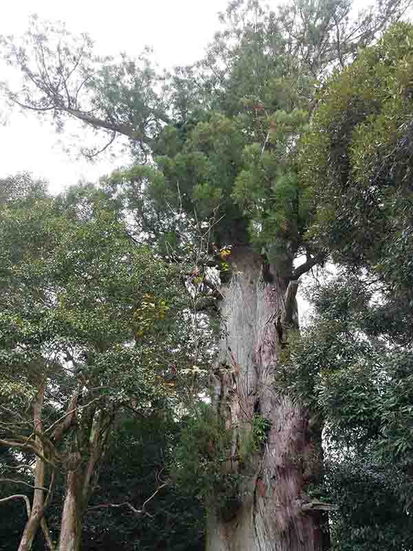 川添神社の大杉