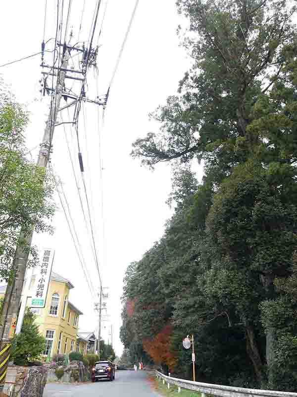 川添神社の大杉