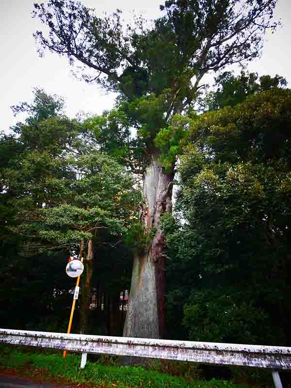 川添神社の大杉