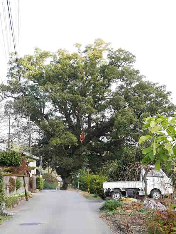 前村の大楠