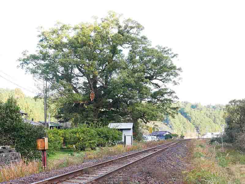 前村の大楠