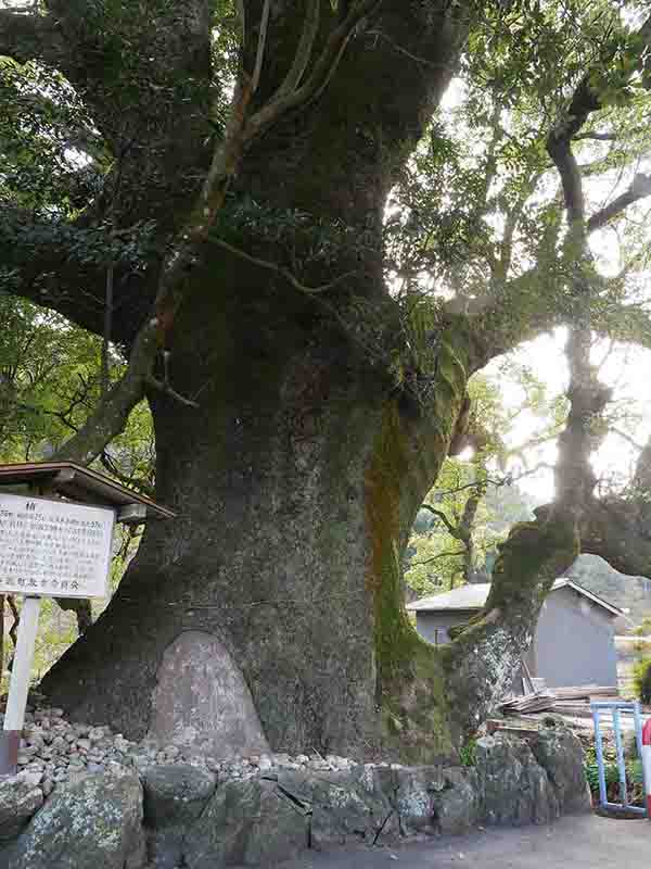 前村の大楠