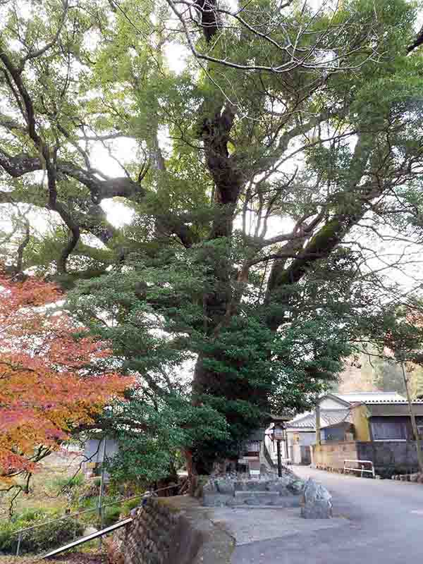 前村の大楠