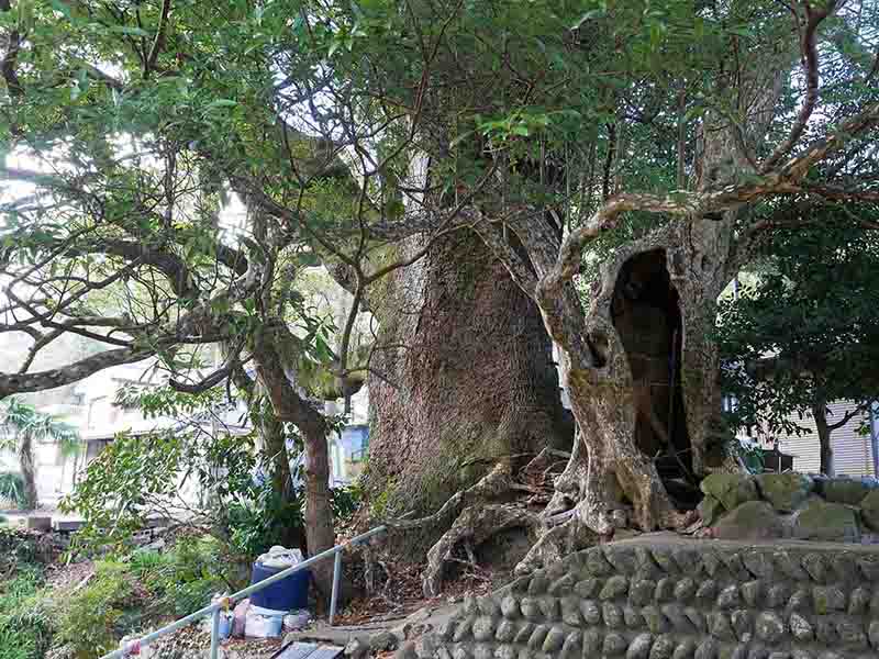 前村の大楠