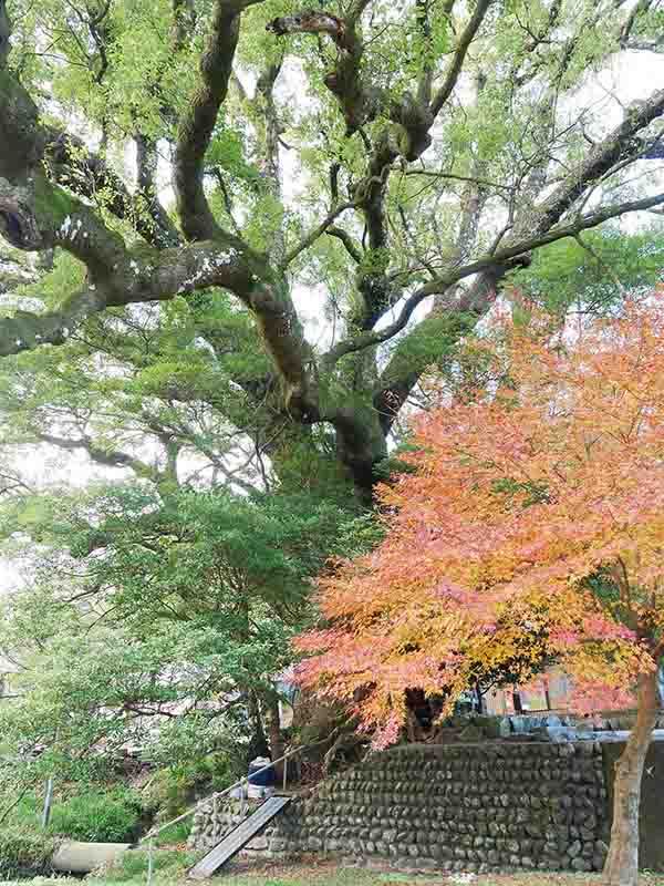 前村の大楠