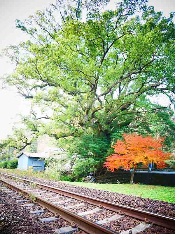 前村の大楠