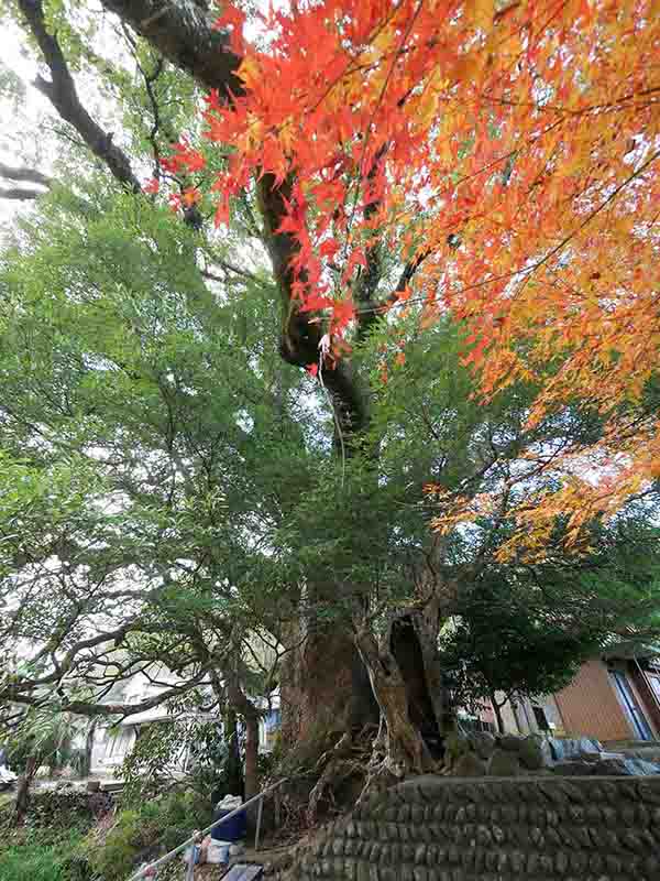 前村の大楠