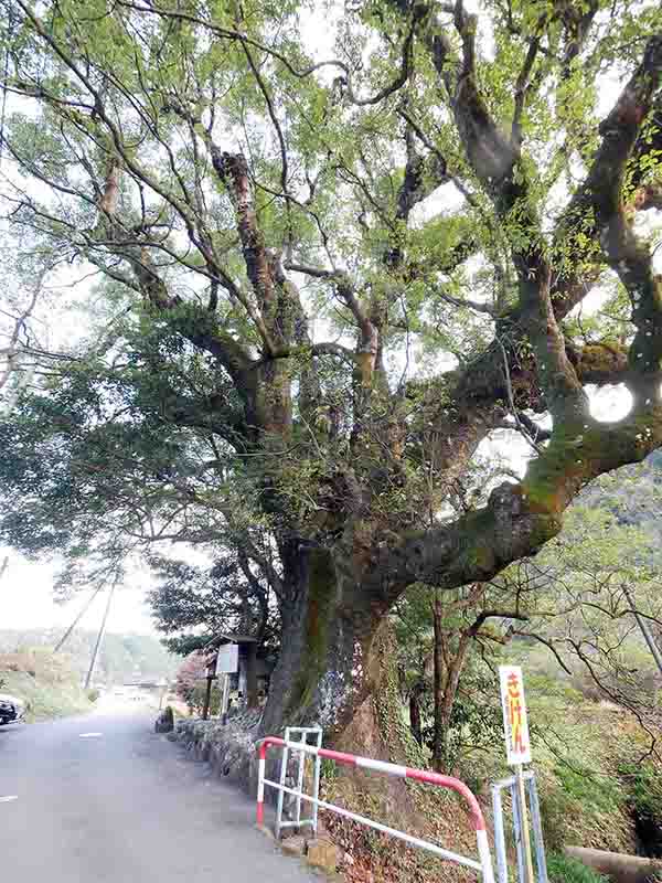 前村の大楠