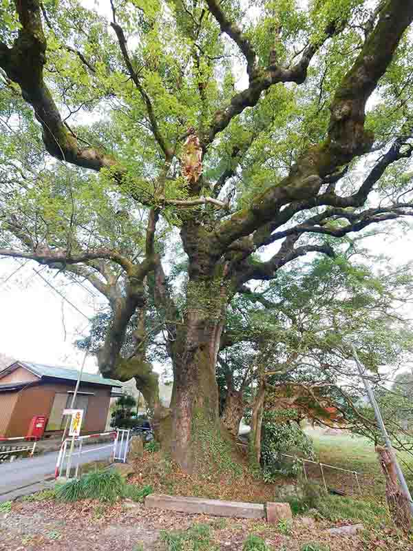 前村の大楠