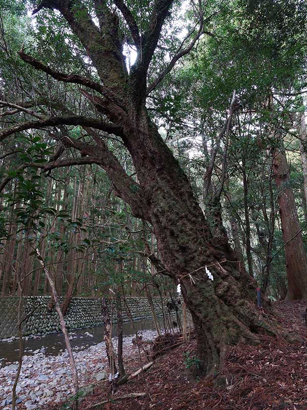 八柱神社のアラカシ