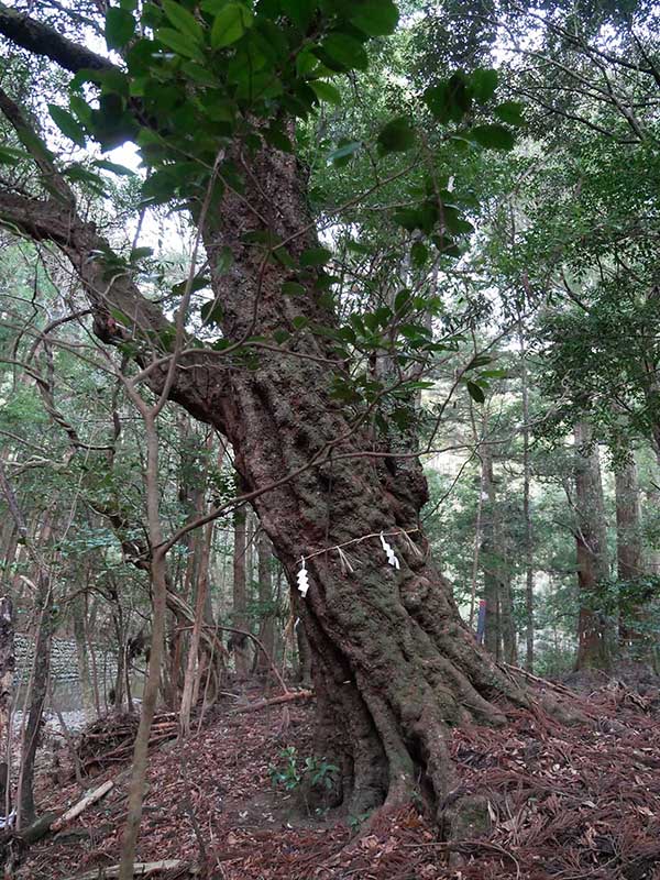 八柱神社のアラカシ