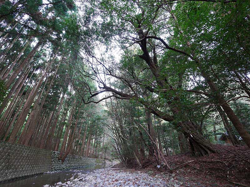 八柱神社のアラカシ