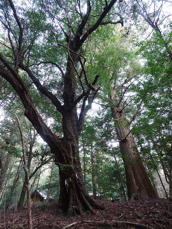 八柱神社のアラカシ