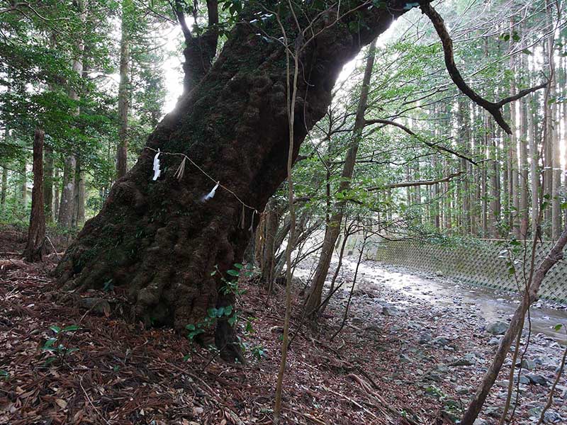 八柱神社のアラカシ