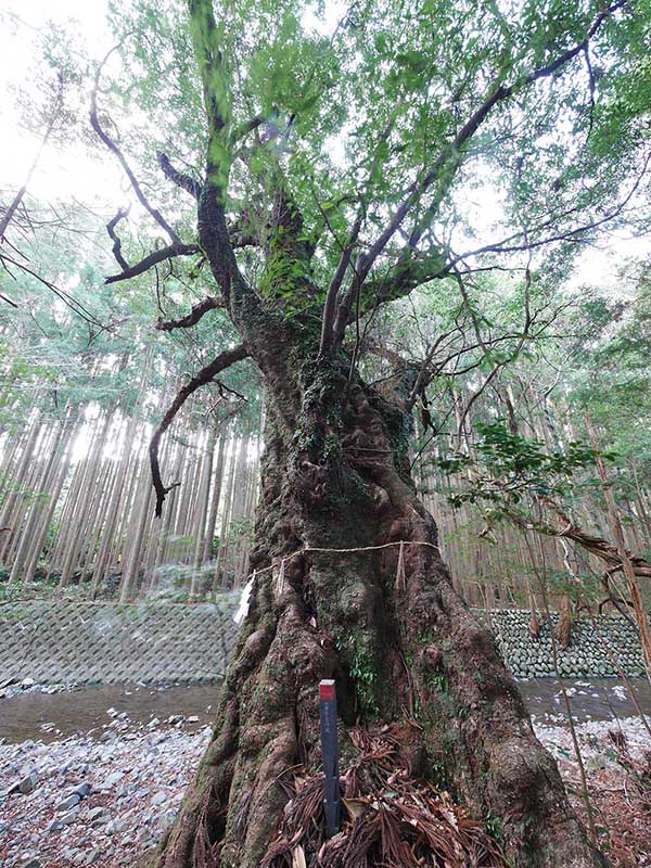 八柱神社のアラカシ