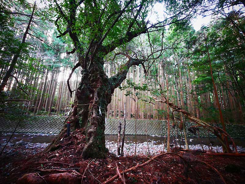 八柱神社のアラカシ