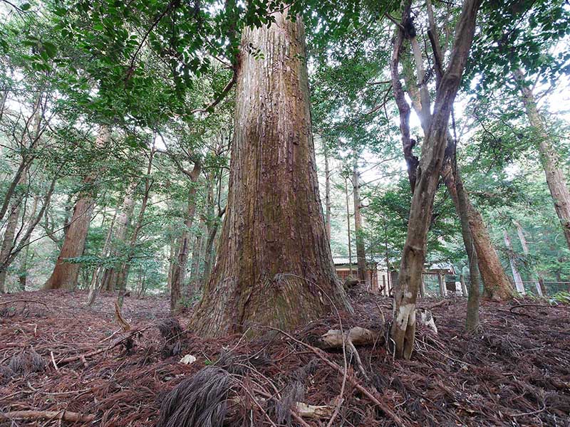 八柱神社のスギ