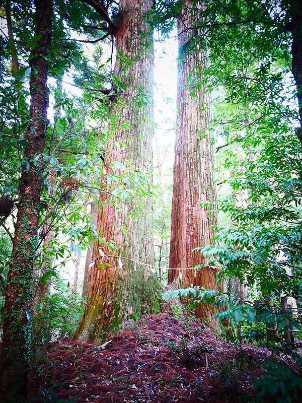 八柱神社のスギ