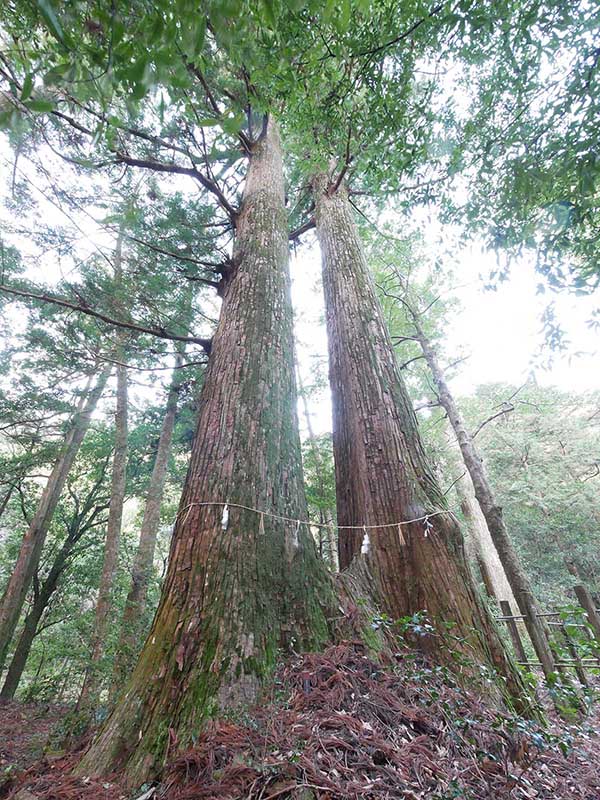 八柱神社のスギ