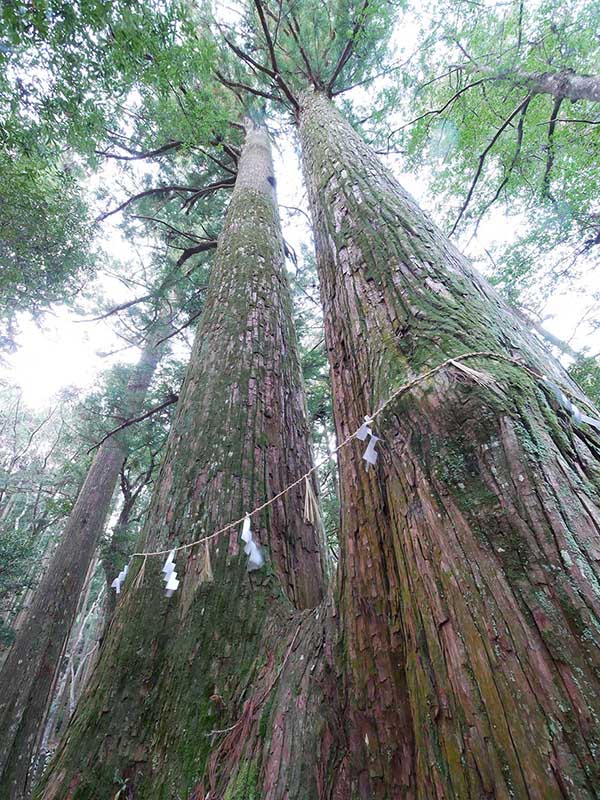 八柱神社のスギ