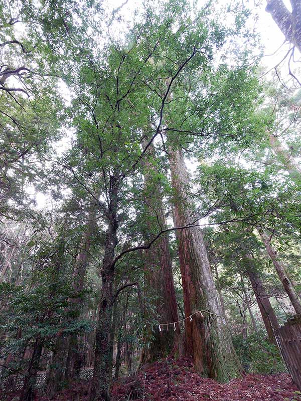 八柱神社のスギ