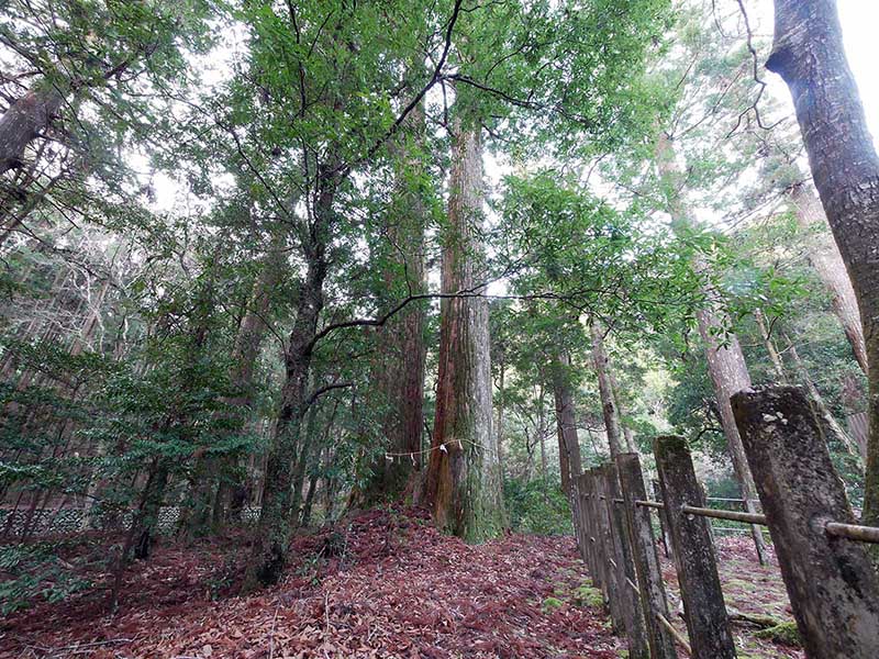 八柱神社のスギ