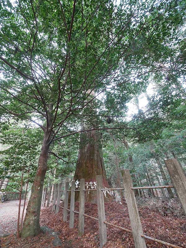 八柱神社のスギ