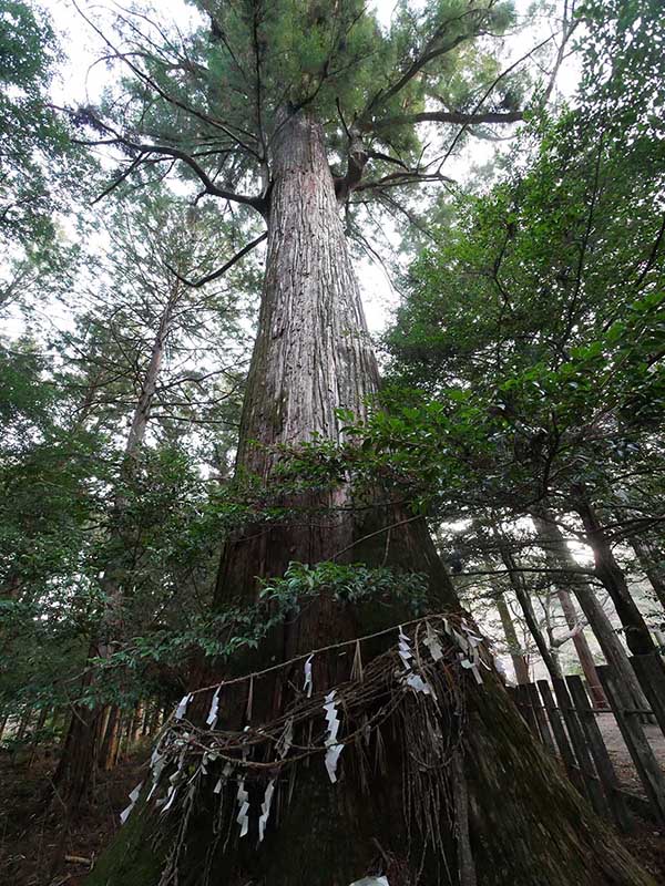 八柱神社のスギ