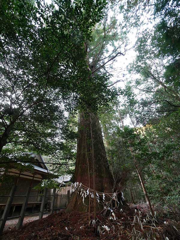 八柱神社のスギ